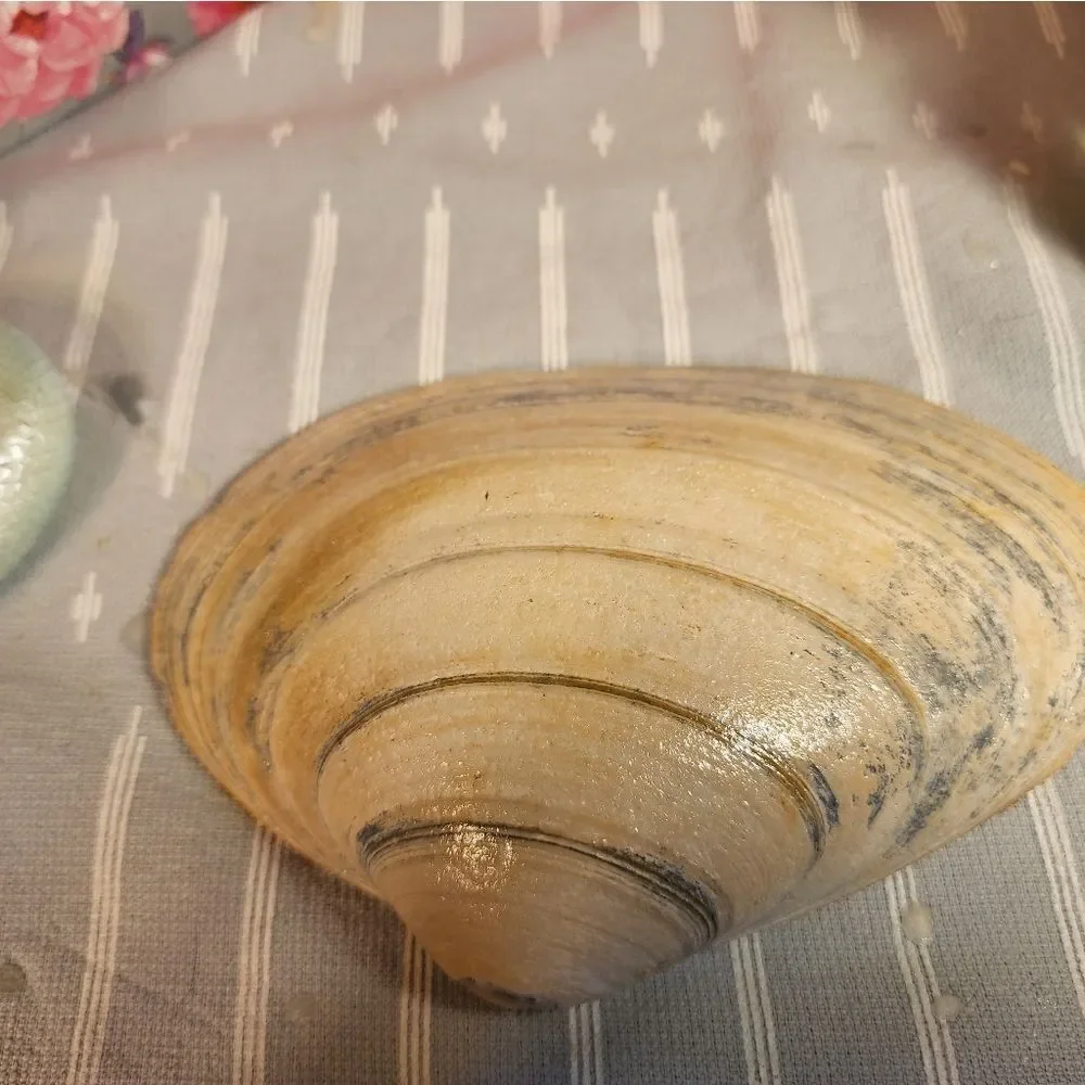 DECOUPAGE CLAM SHELL - Picture 6 of 6